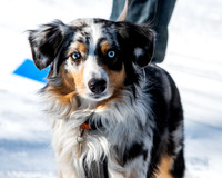 City of Lakes Loppet Winter Festival (COLL), Theodore Wirth Park, Minneapolis, MN. 5 February 2023.