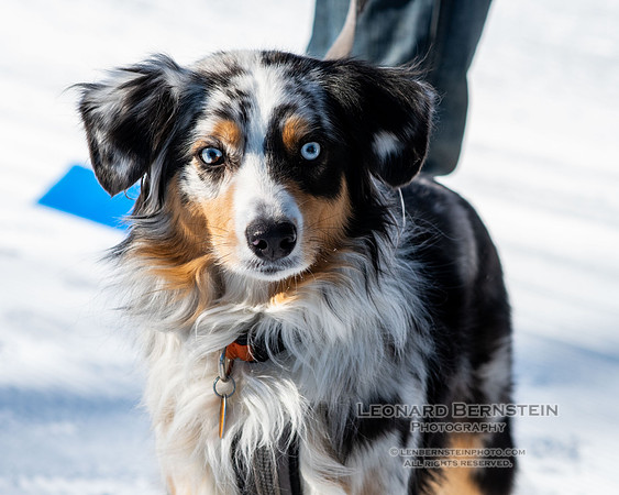City of Lakes Loppet Winter Festival (COLL), Theodore Wirth Park, Minneapolis, MN. 5 February 2023.