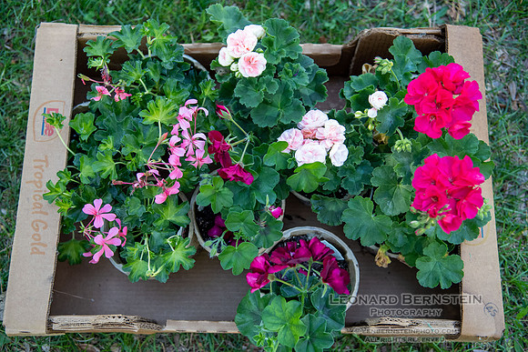 EGC Plant Sale