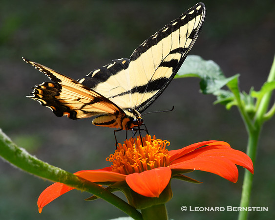 Eastern Tiger Swallowtail butterfly feeding on Tithonia blossom